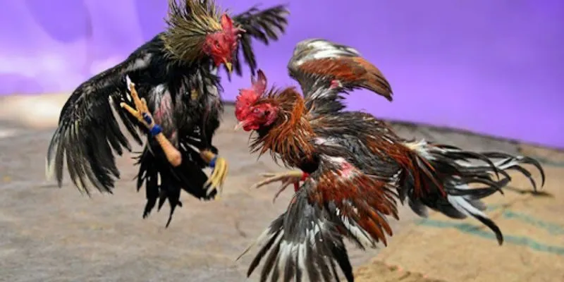 Cách phân biệt các loại vảy gà